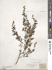 Cytisus nigricans image