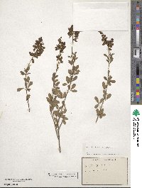 Cytisus nigricans image