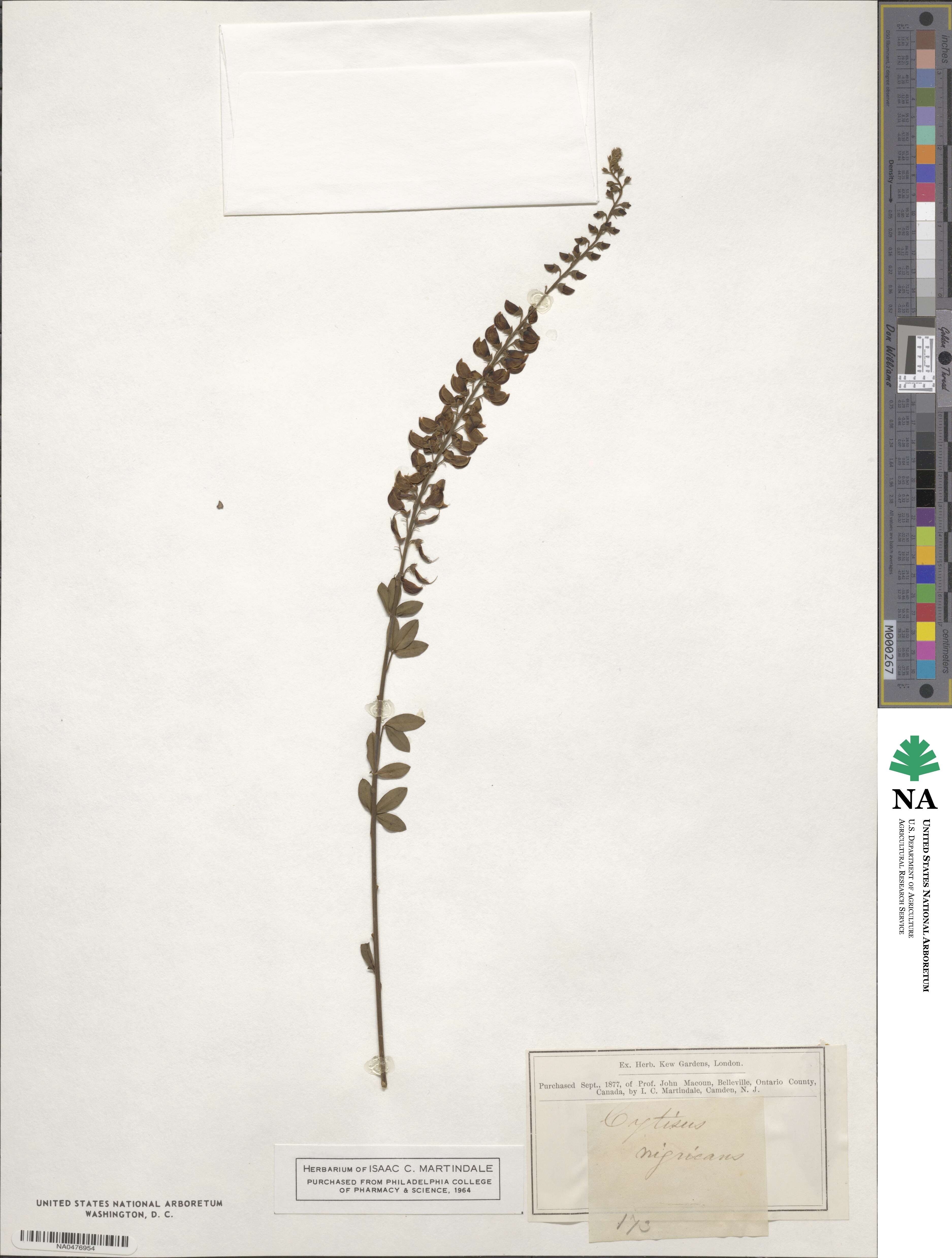 Cytisus nigricans image