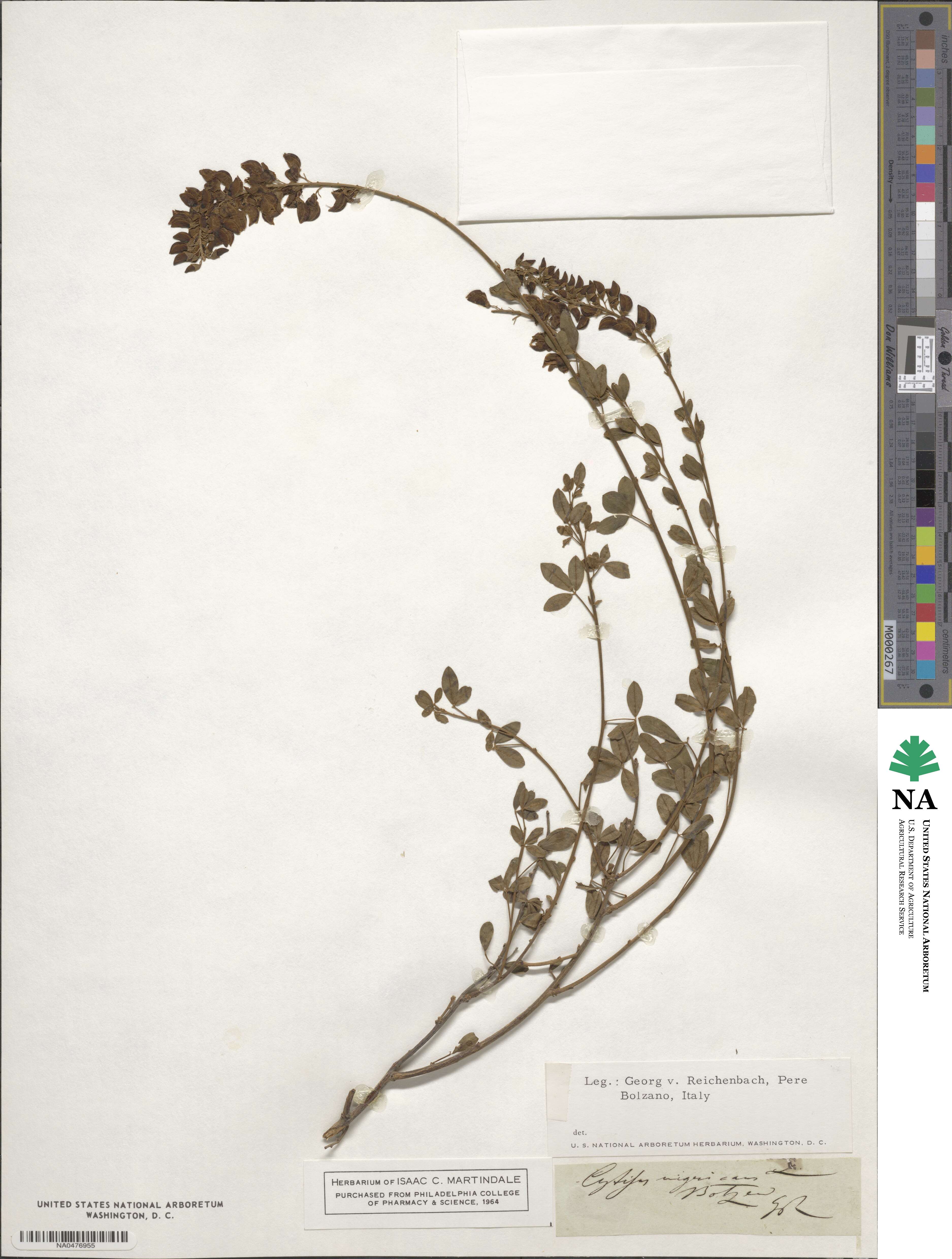Cytisus nigricans image