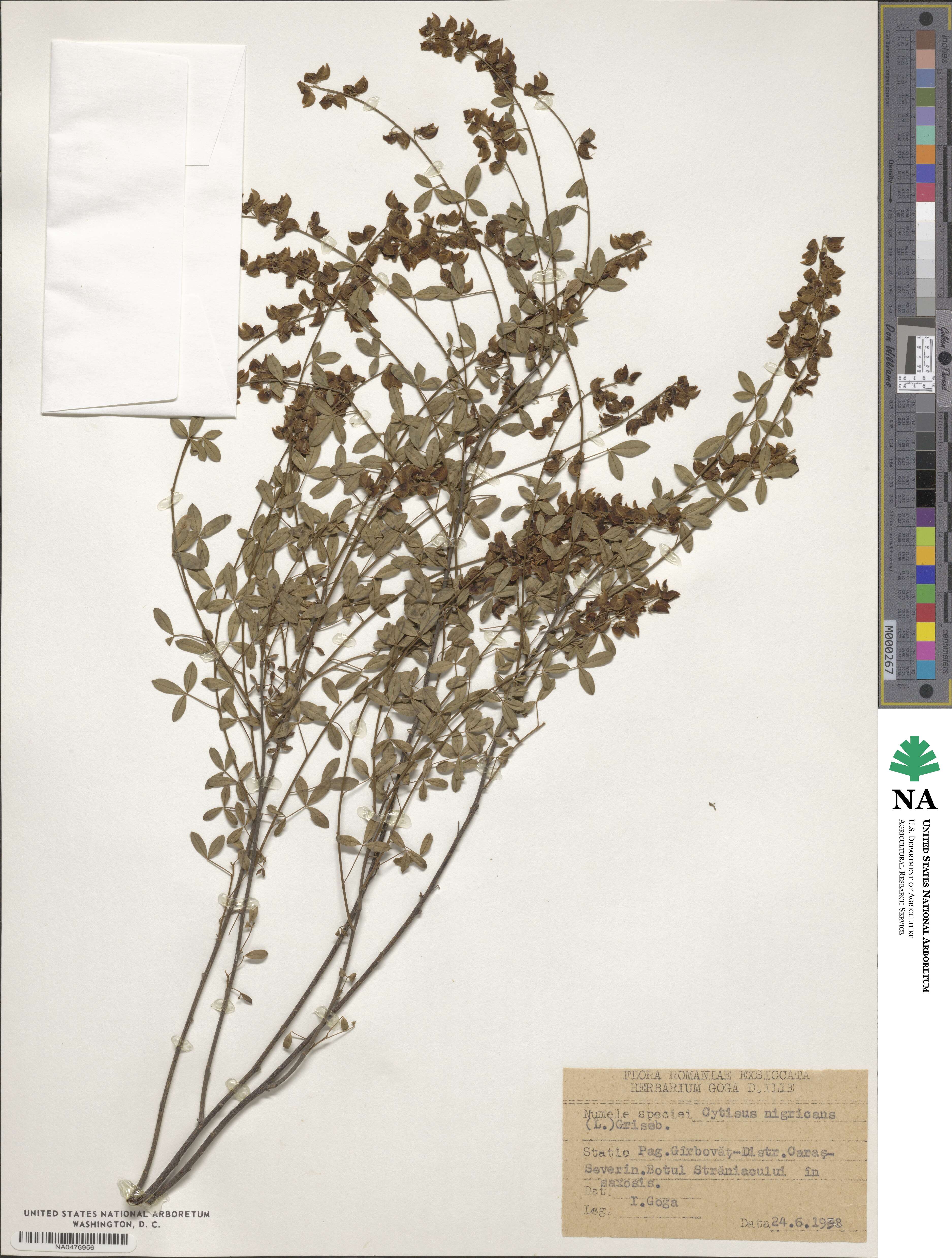 Cytisus nigricans image