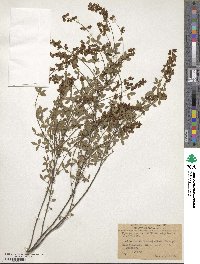 Cytisus nigricans image