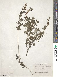 Cytisus nigricans image