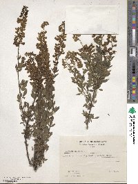 Cytisus nigricans image