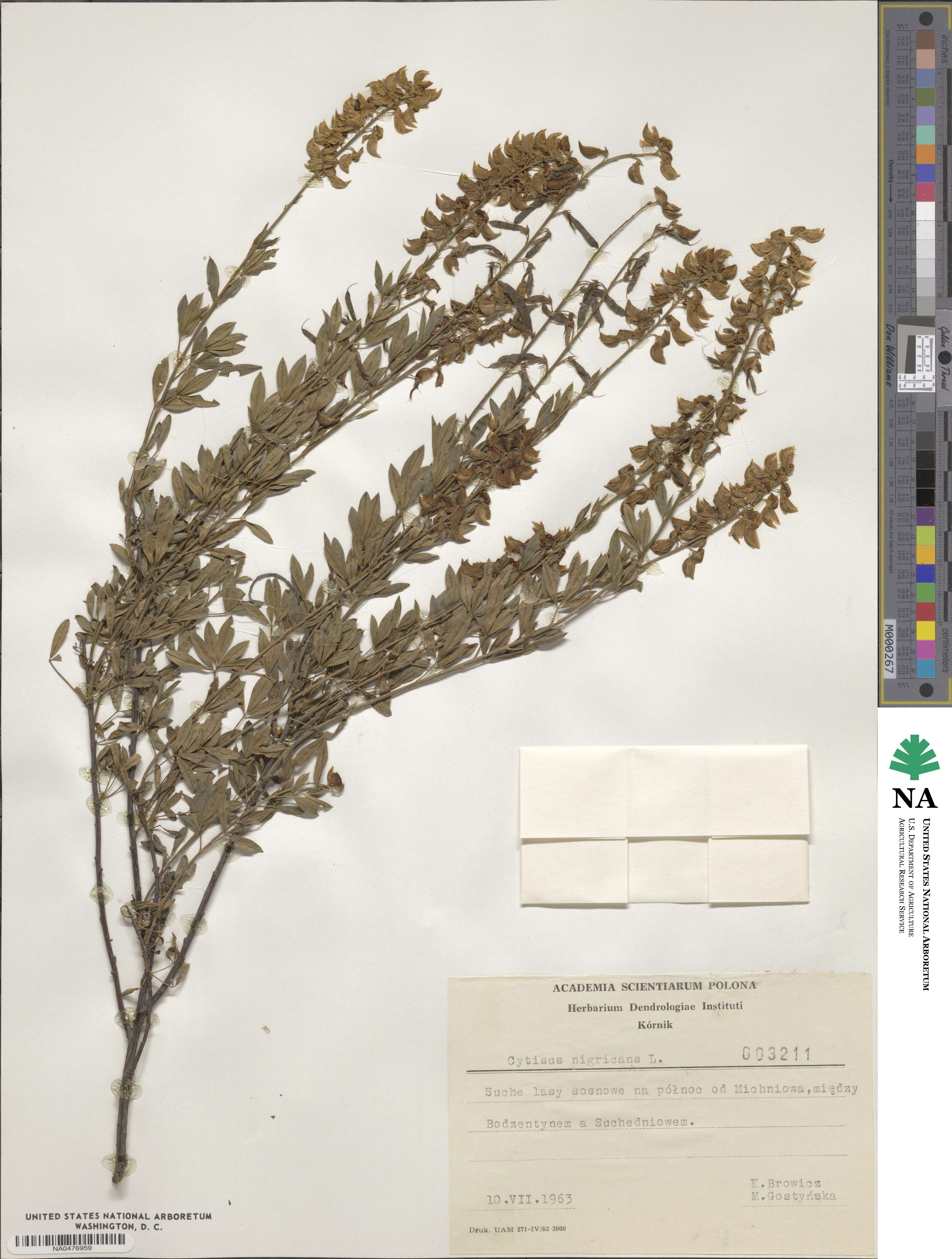 Cytisus nigricans image