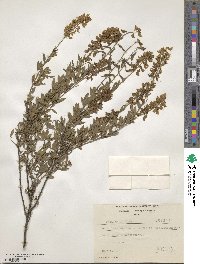 Cytisus nigricans image