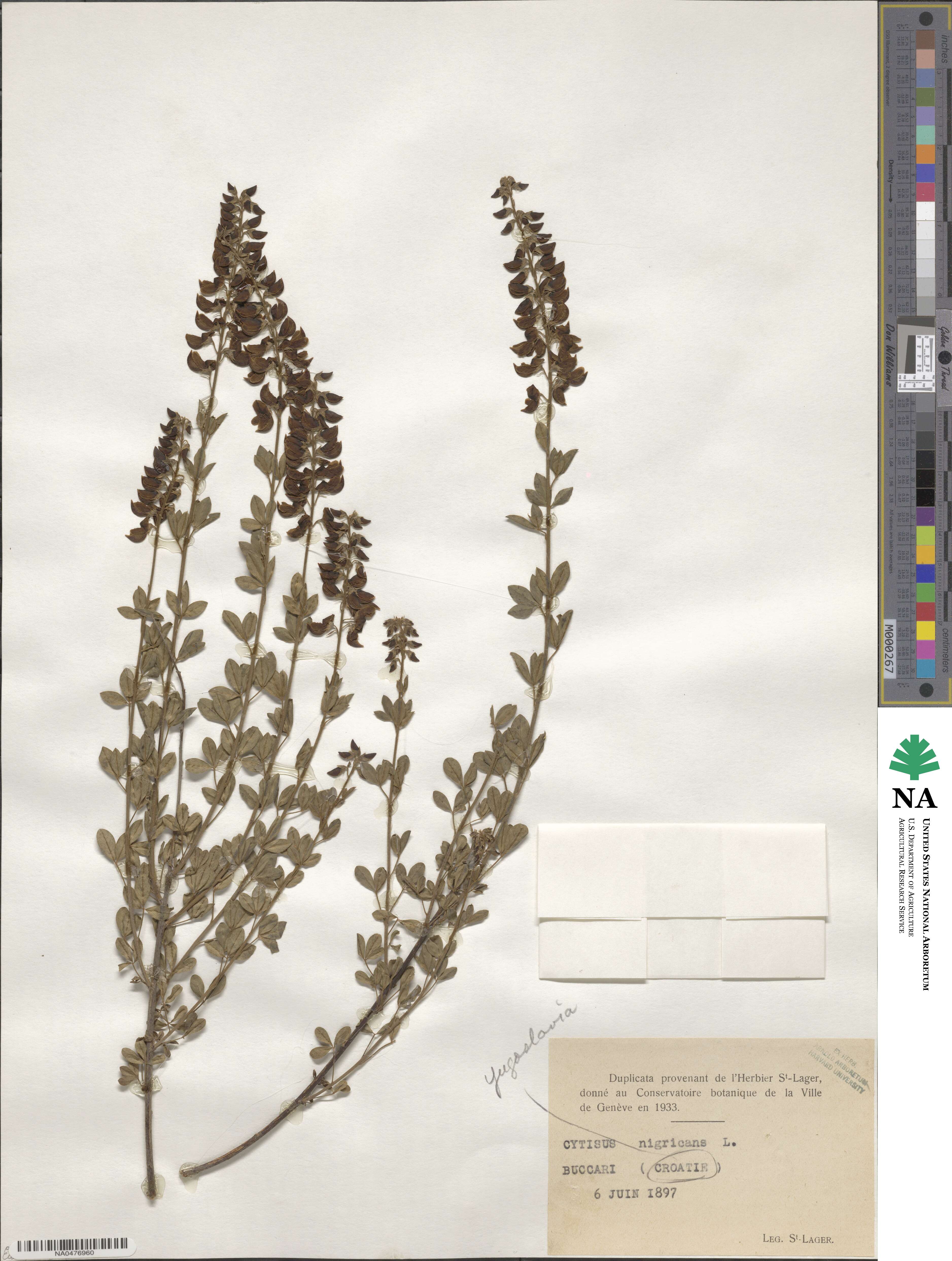 Cytisus nigricans image