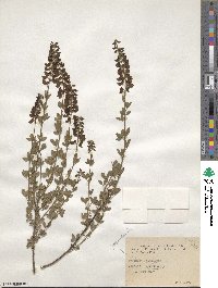 Cytisus nigricans image