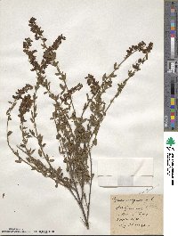 Cytisus nigricans image