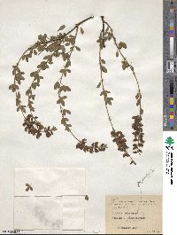 Cytisus nigricans image