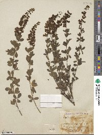 Cytisus nigricans image