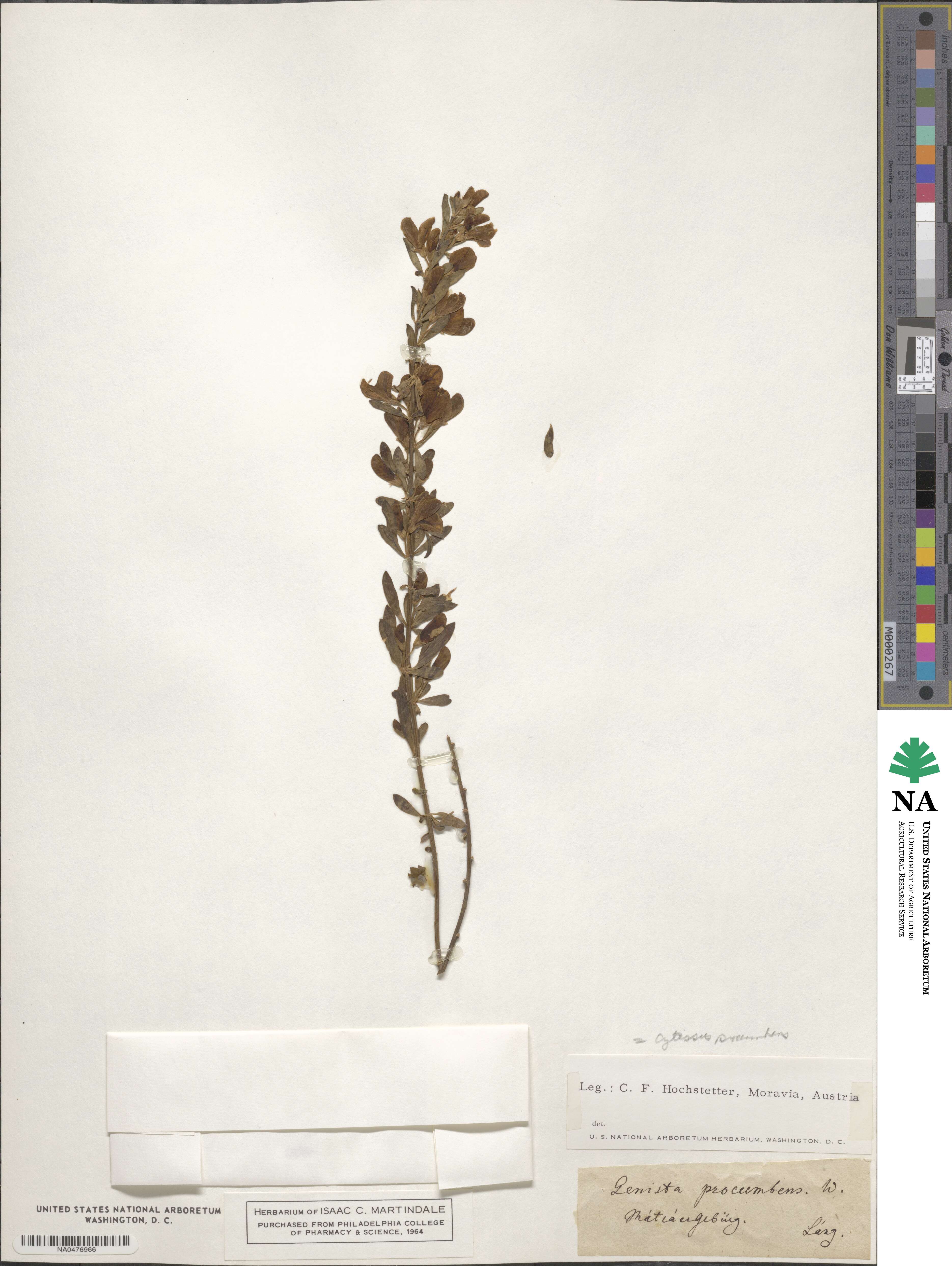 Cytisus procumbens image