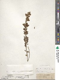 Cytisus procumbens image