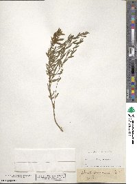 Cytisus procumbens image