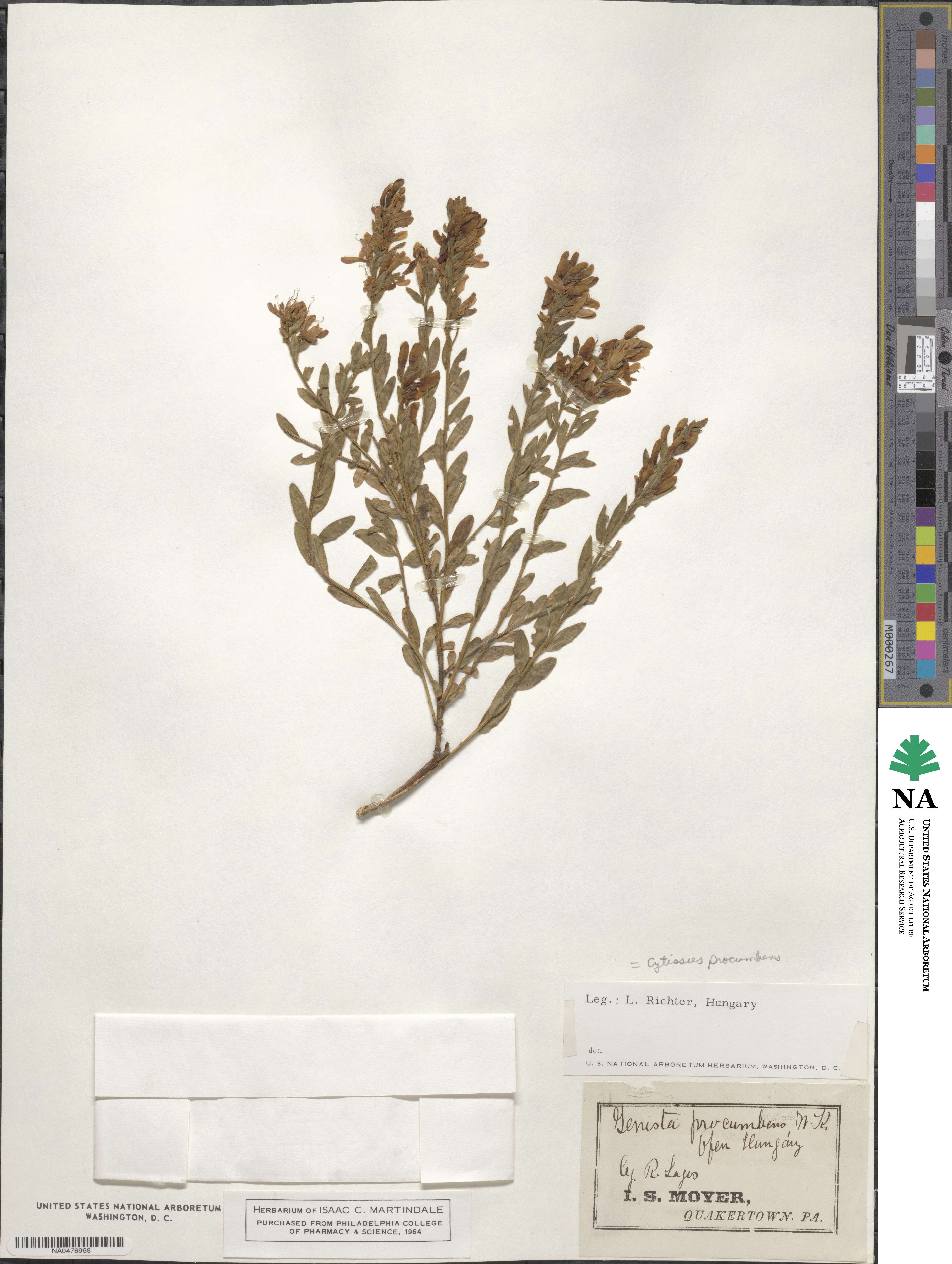 Cytisus procumbens image