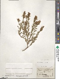 Cytisus procumbens image