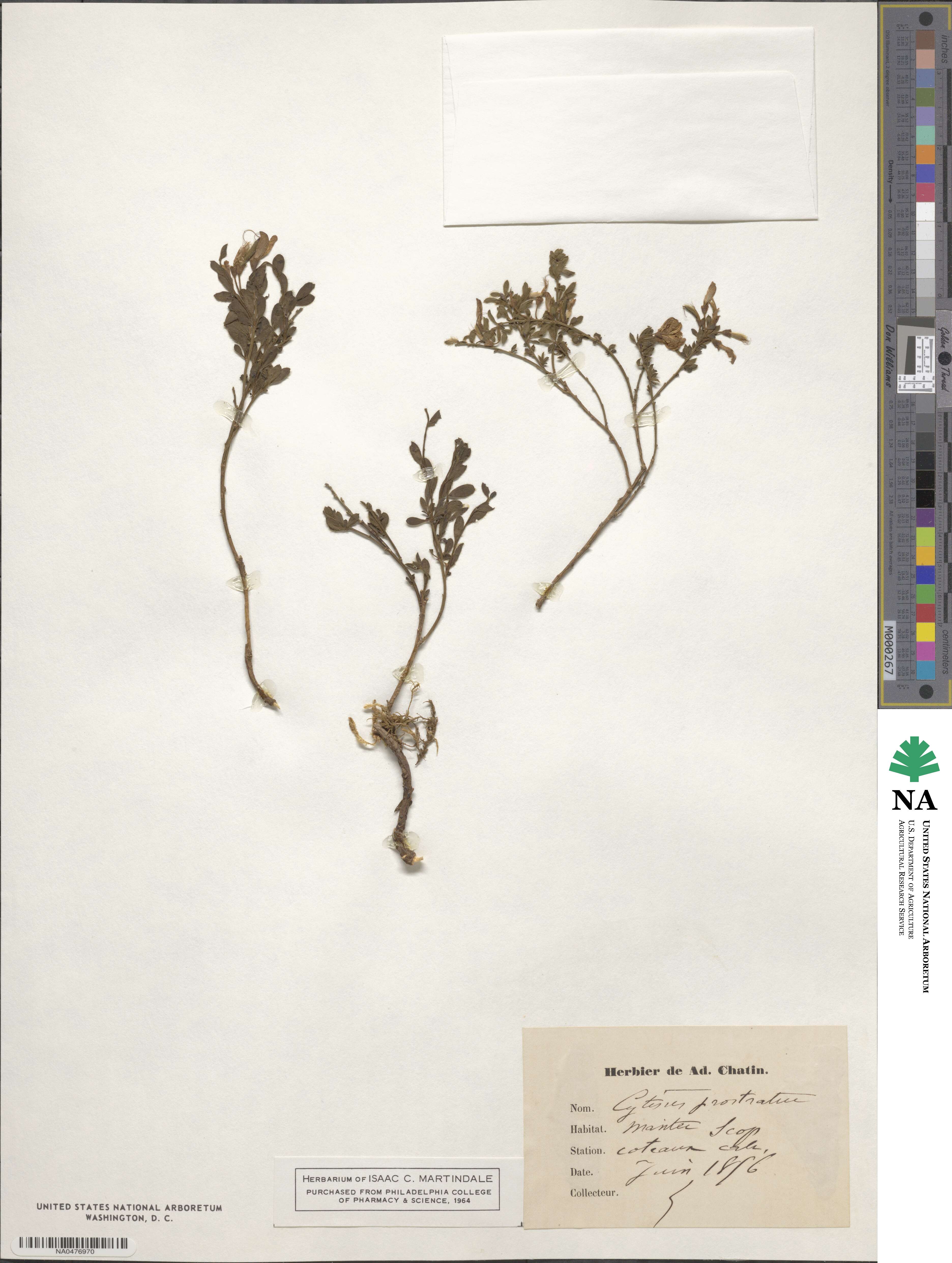 Cytisus decumbens subsp. decumbens image