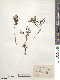 Cytisus decumbens image