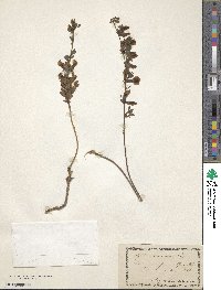 Chamaecytisus purpureus image