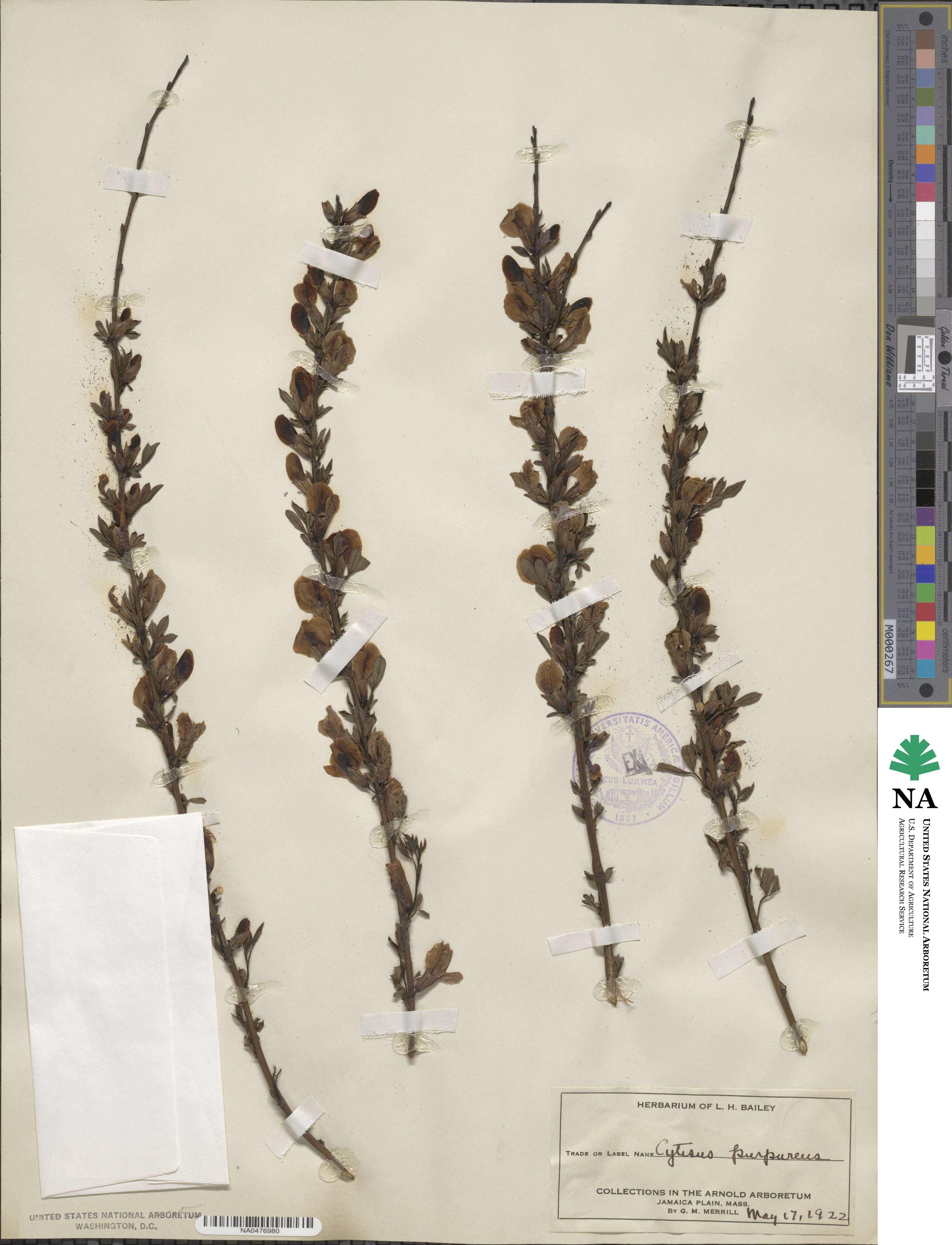 Chamaecytisus purpureus image