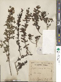 Chamaecytisus purpureus image