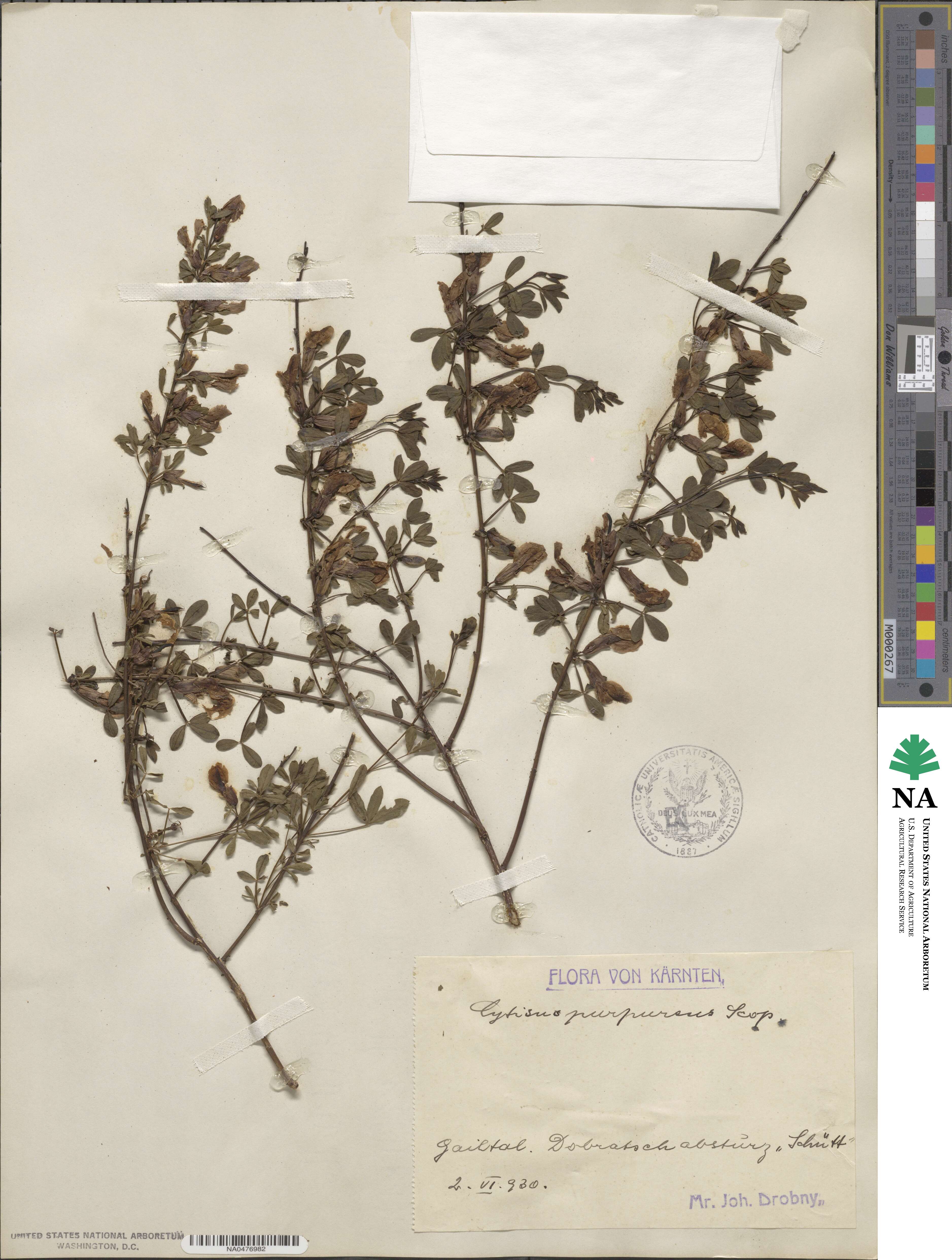 Chamaecytisus purpureus image