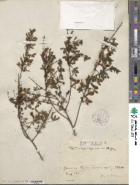 Chamaecytisus purpureus image