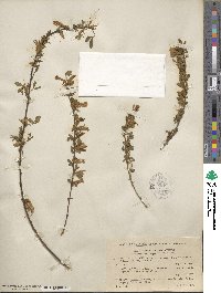 Chamaecytisus ratisbonensis image