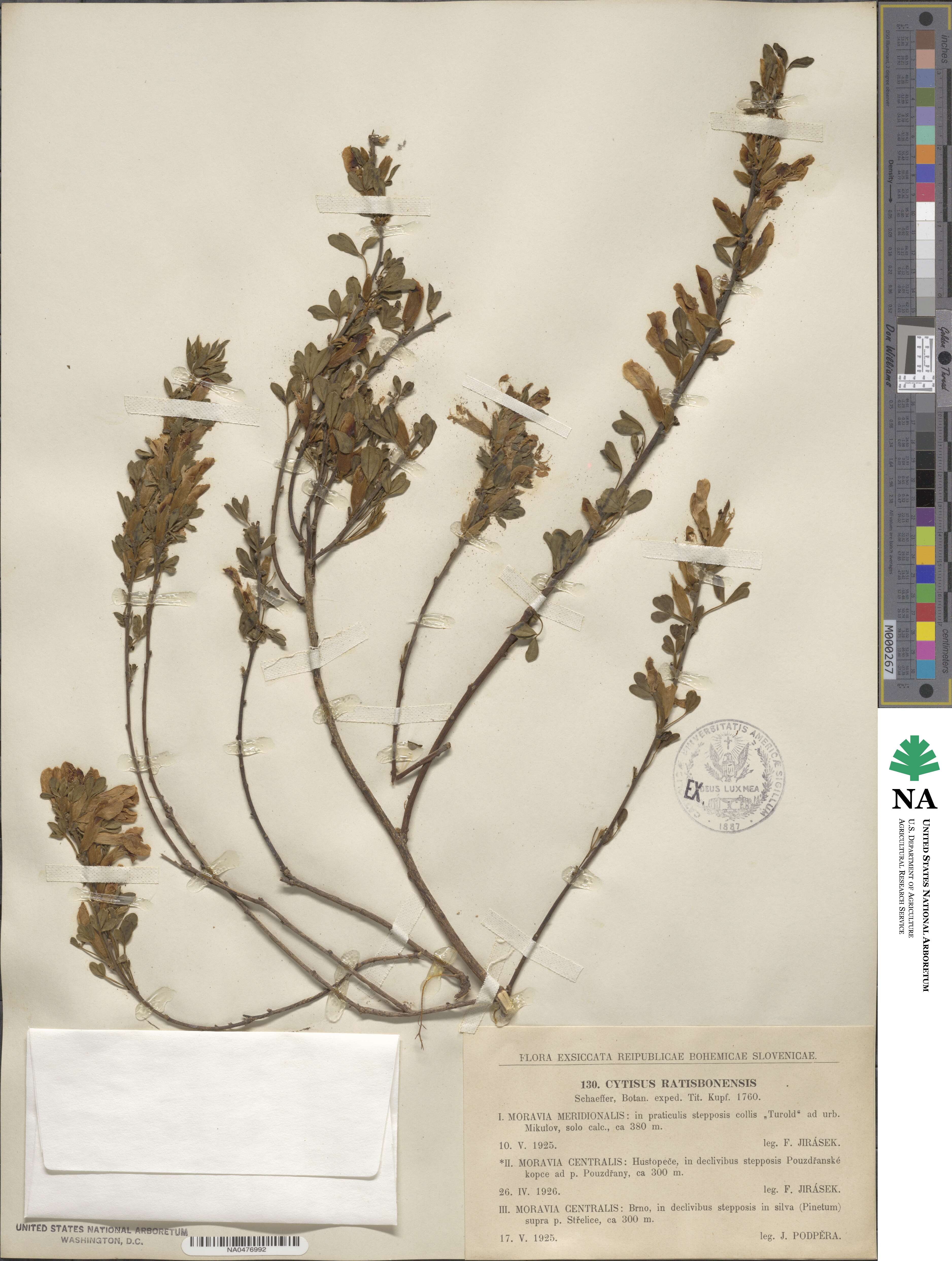 Chamaecytisus ratisbonensis image