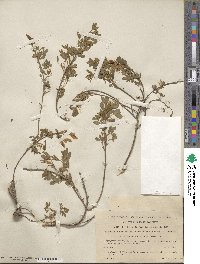 Chamaecytisus ratisbonensis image