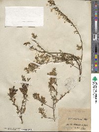 Chamaecytisus ratisbonensis image