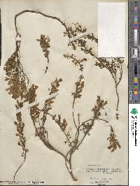 Chamaecytisus ratisbonensis image