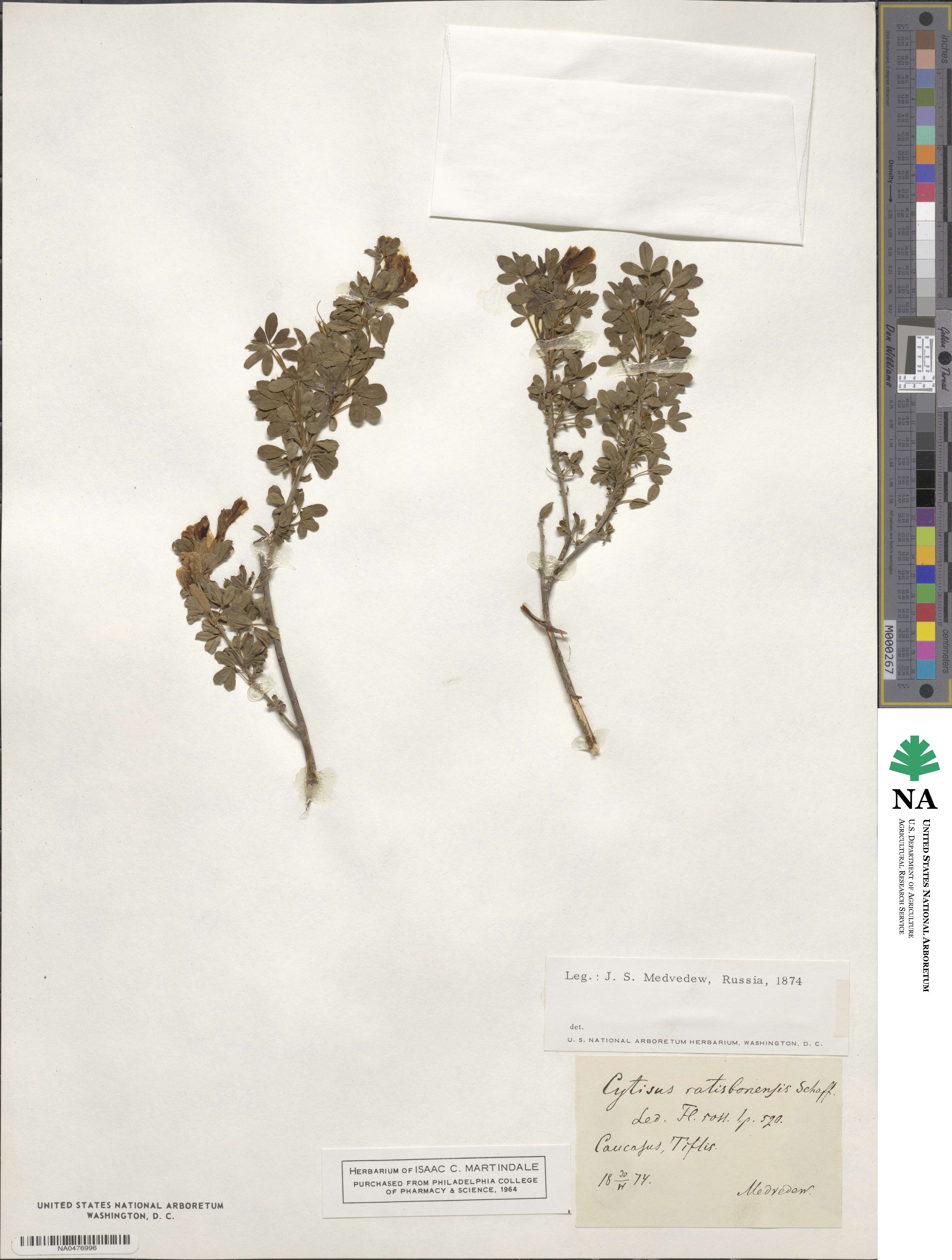 Chamaecytisus ratisbonensis image