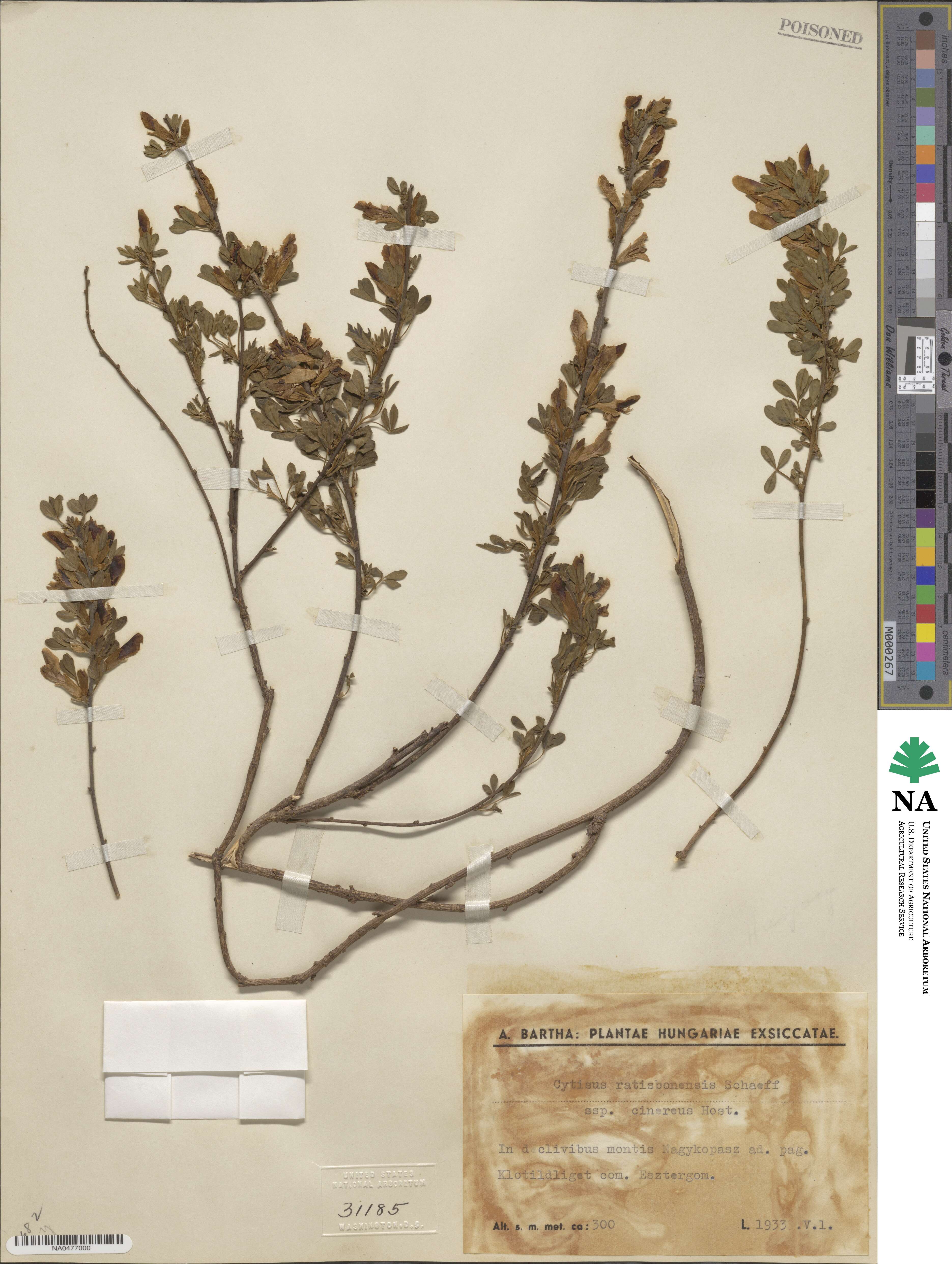 Chamaecytisus ratisbonensis image
