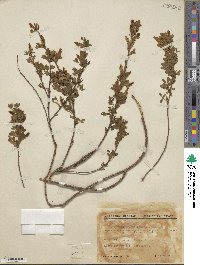 Chamaecytisus ratisbonensis image