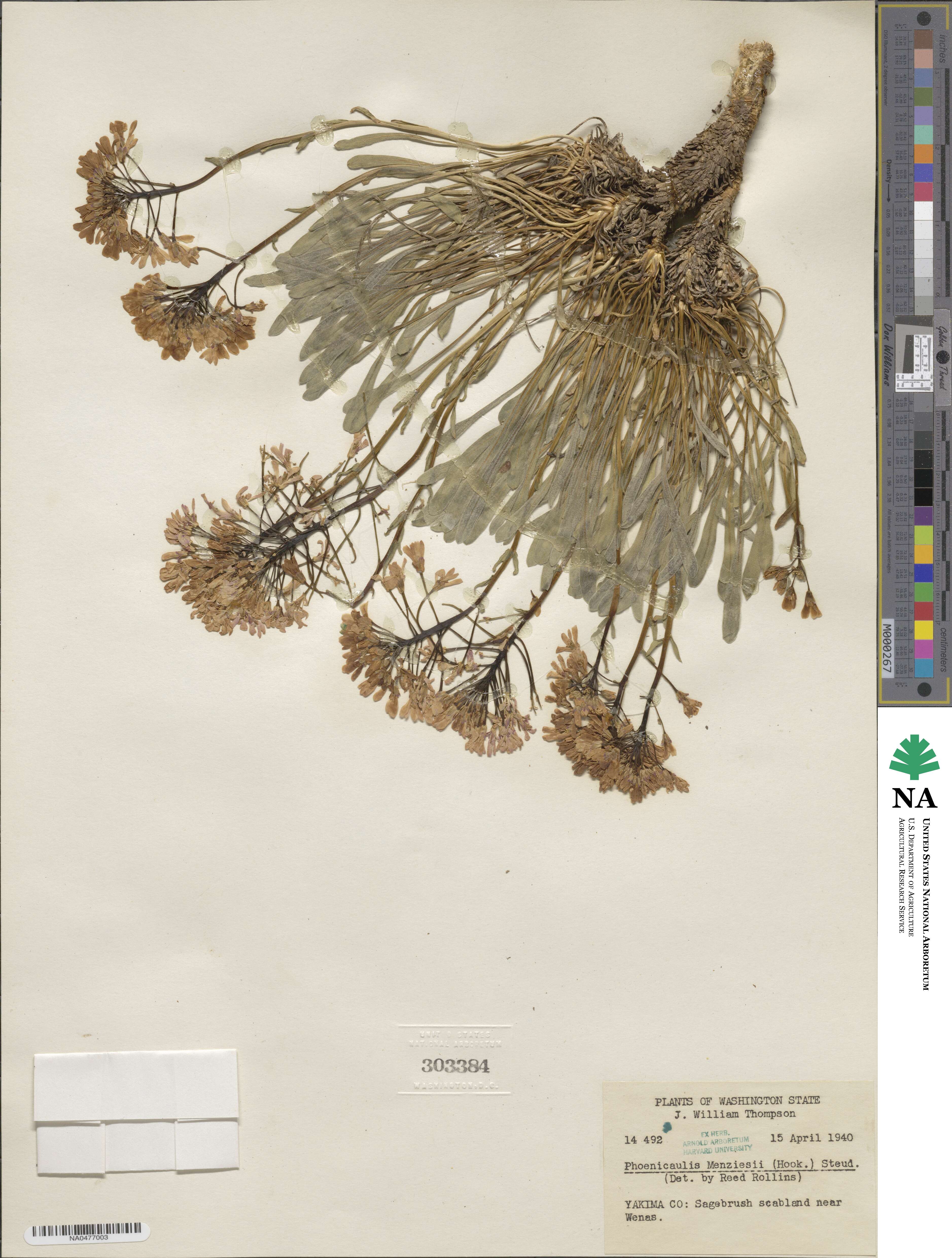 Phoenicaulis cheiranthoides image