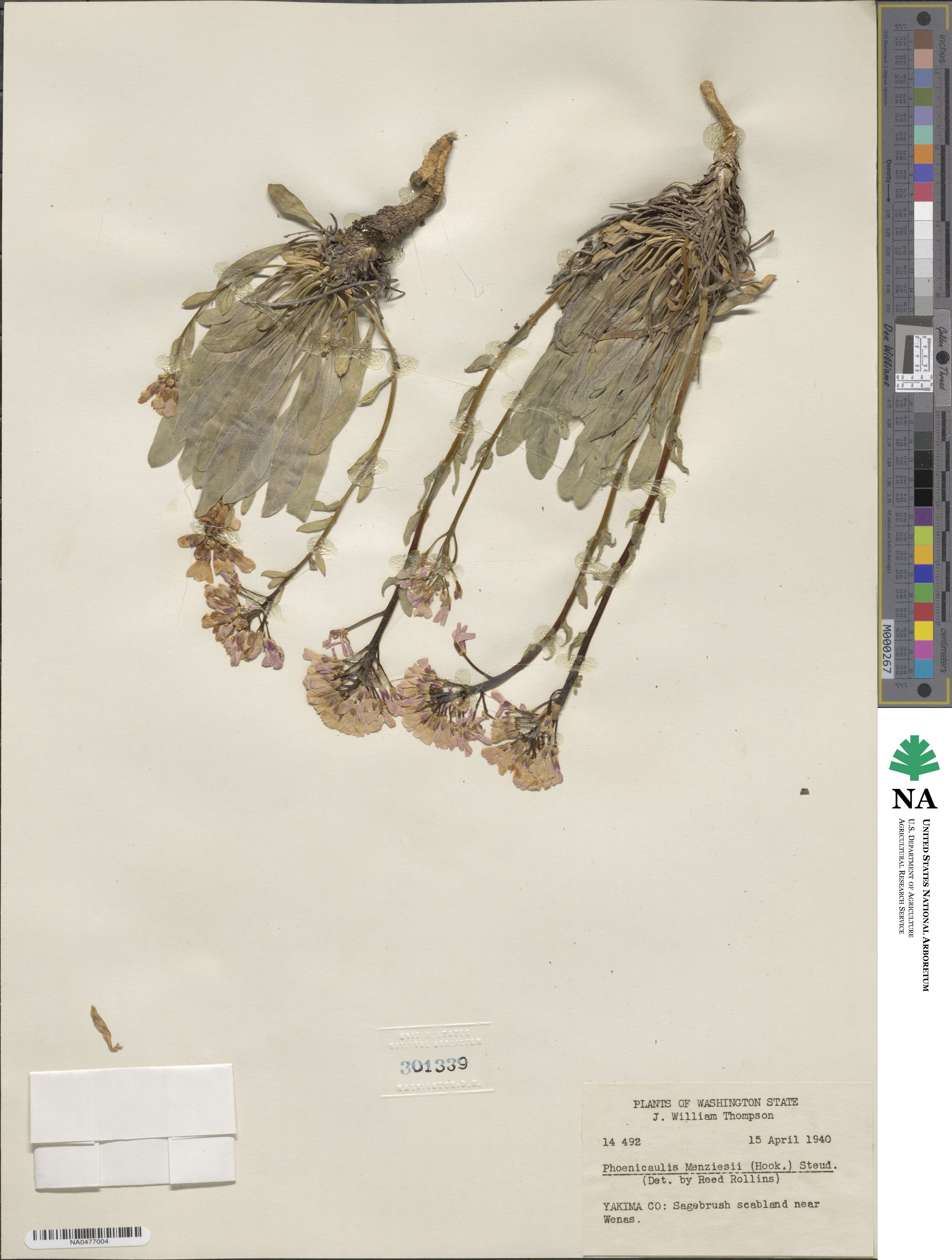 Phoenicaulis cheiranthoides image