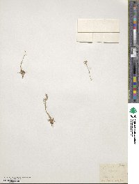 Image of Hutchinsia alpina