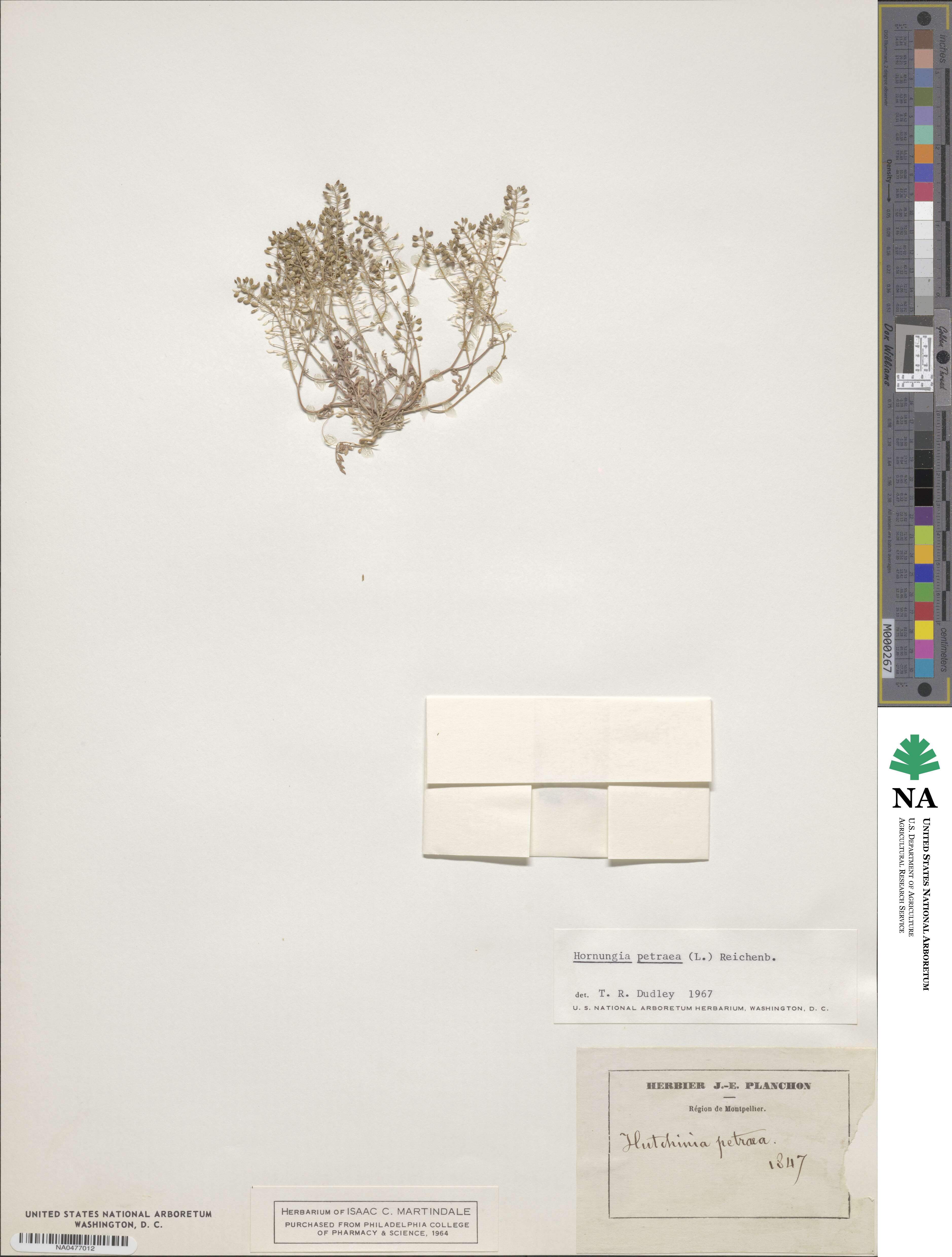 Hornungia petraea image