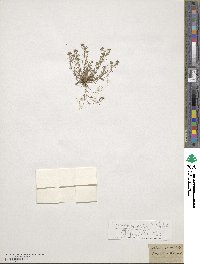 Hornungia petraea image