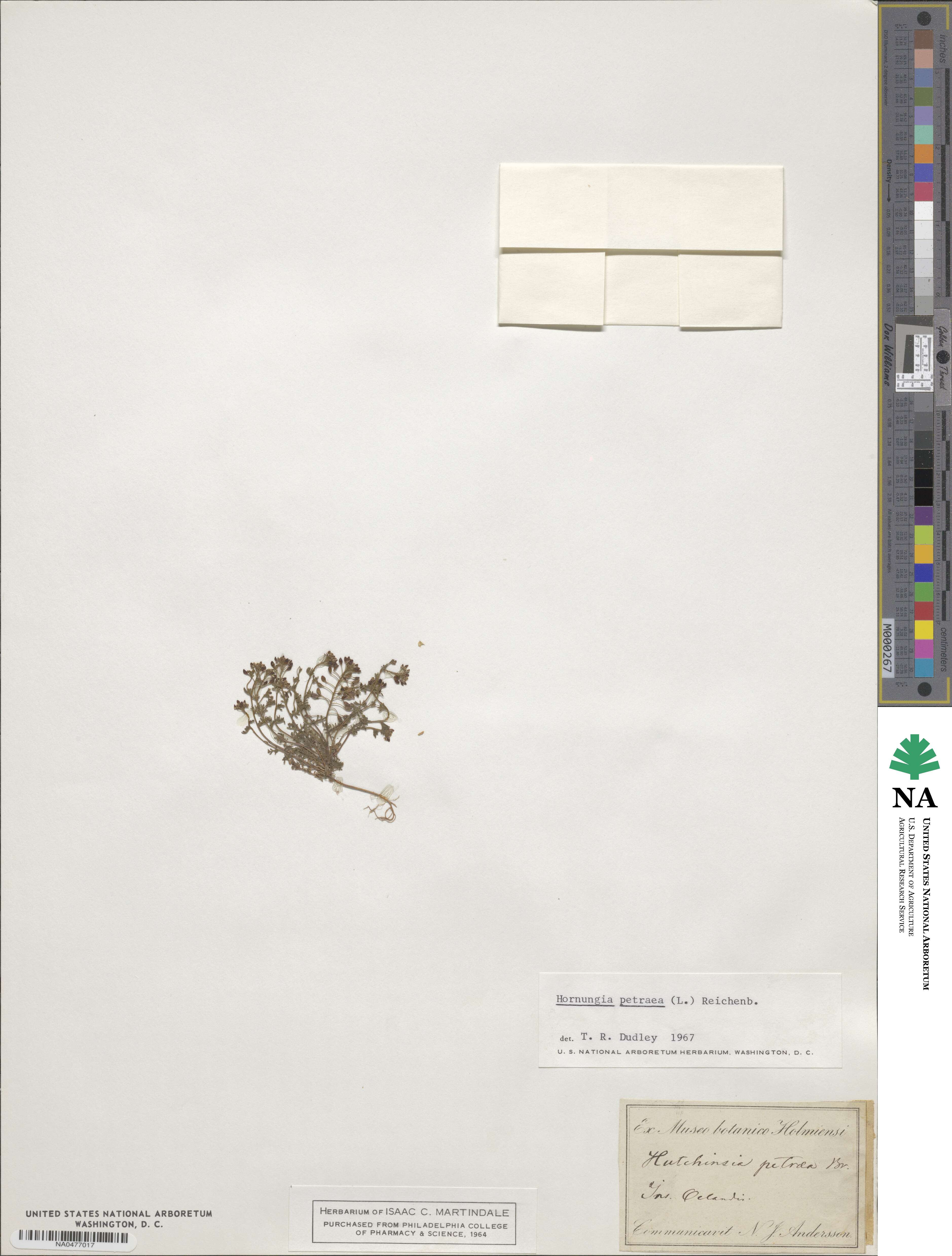 Hornungia petraea image