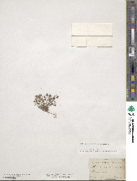 Hornungia petraea image