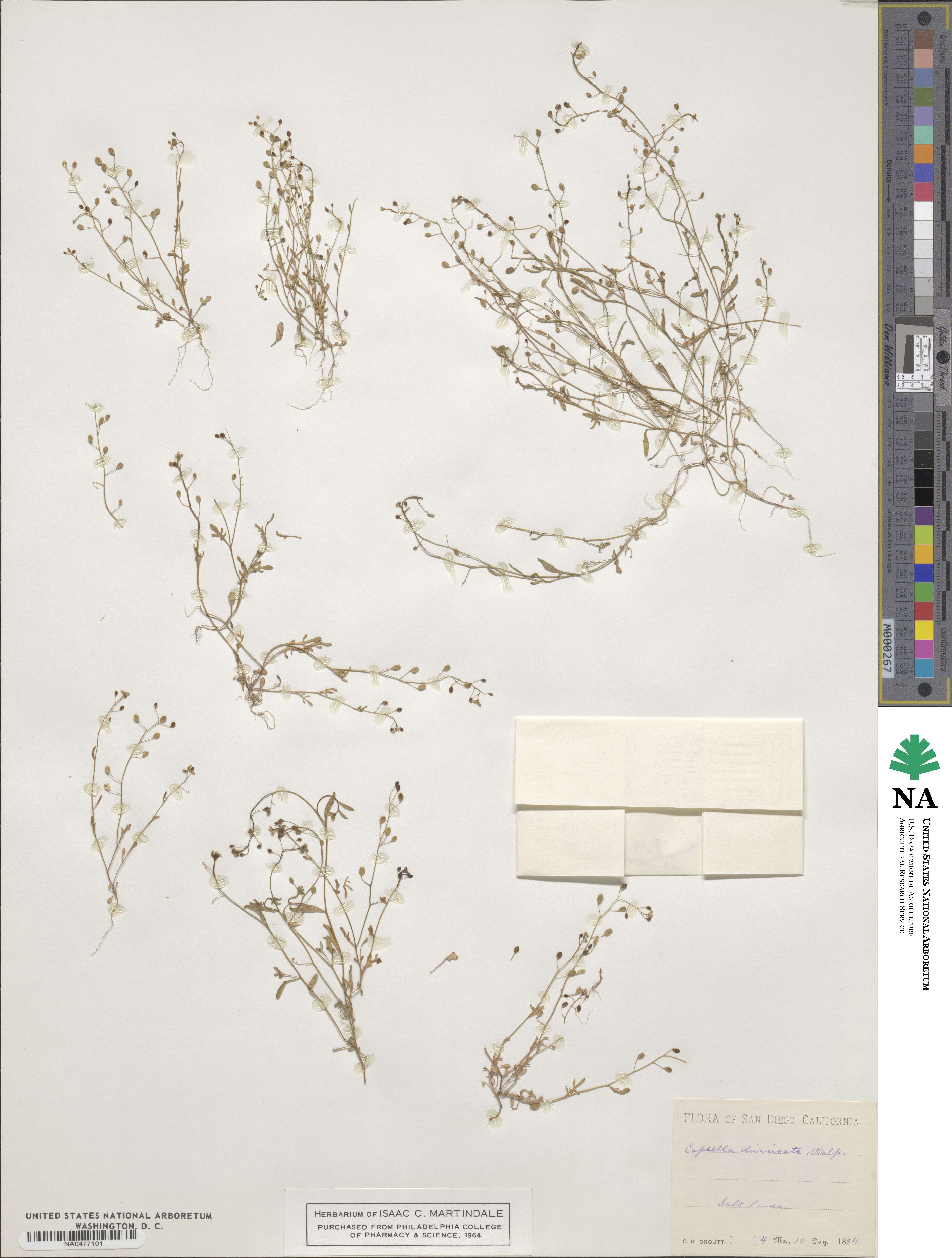 Capsella divaricata image