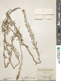 Halimolobos pubens image