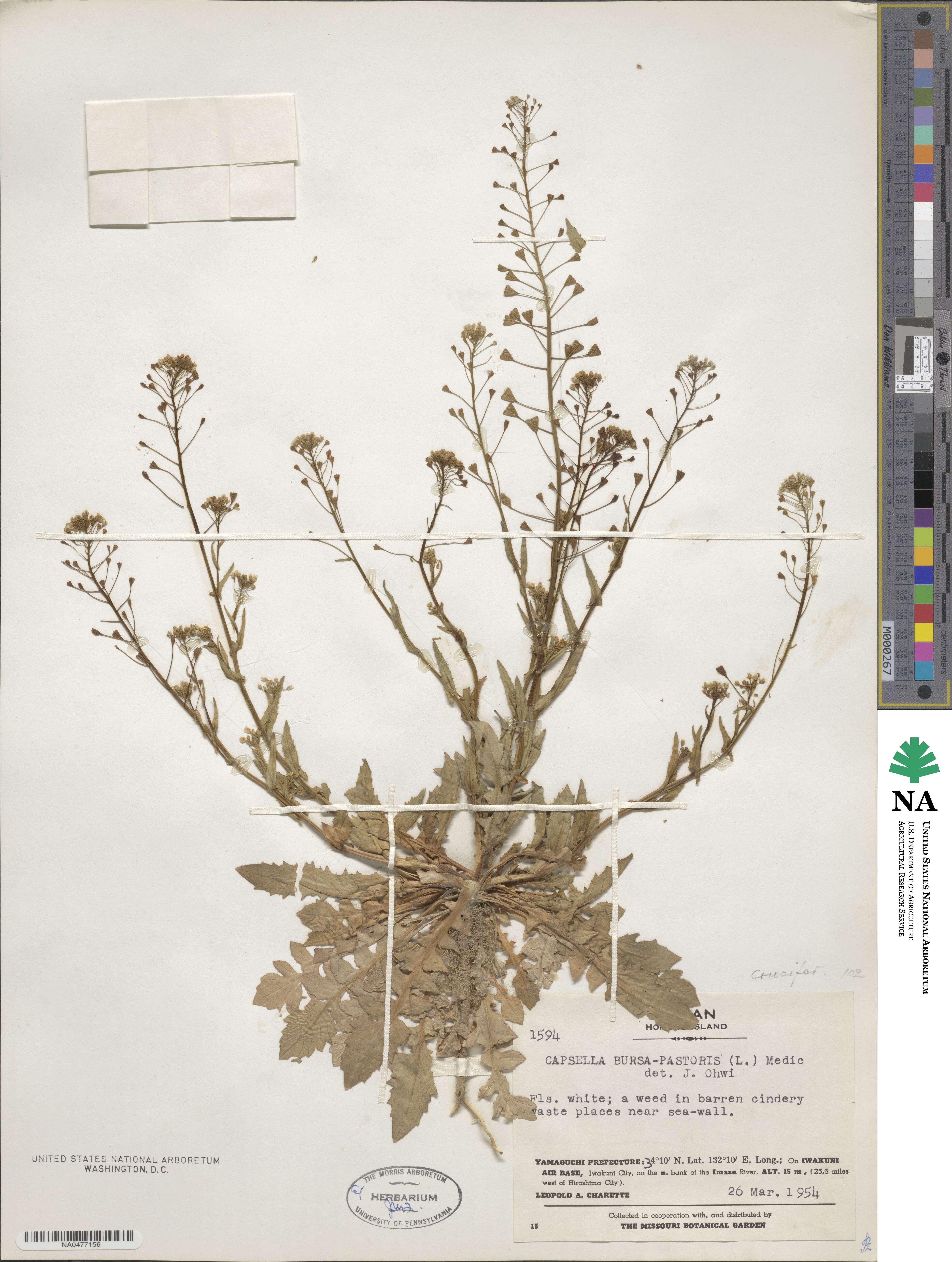 Capsella bursa-pastoris image
