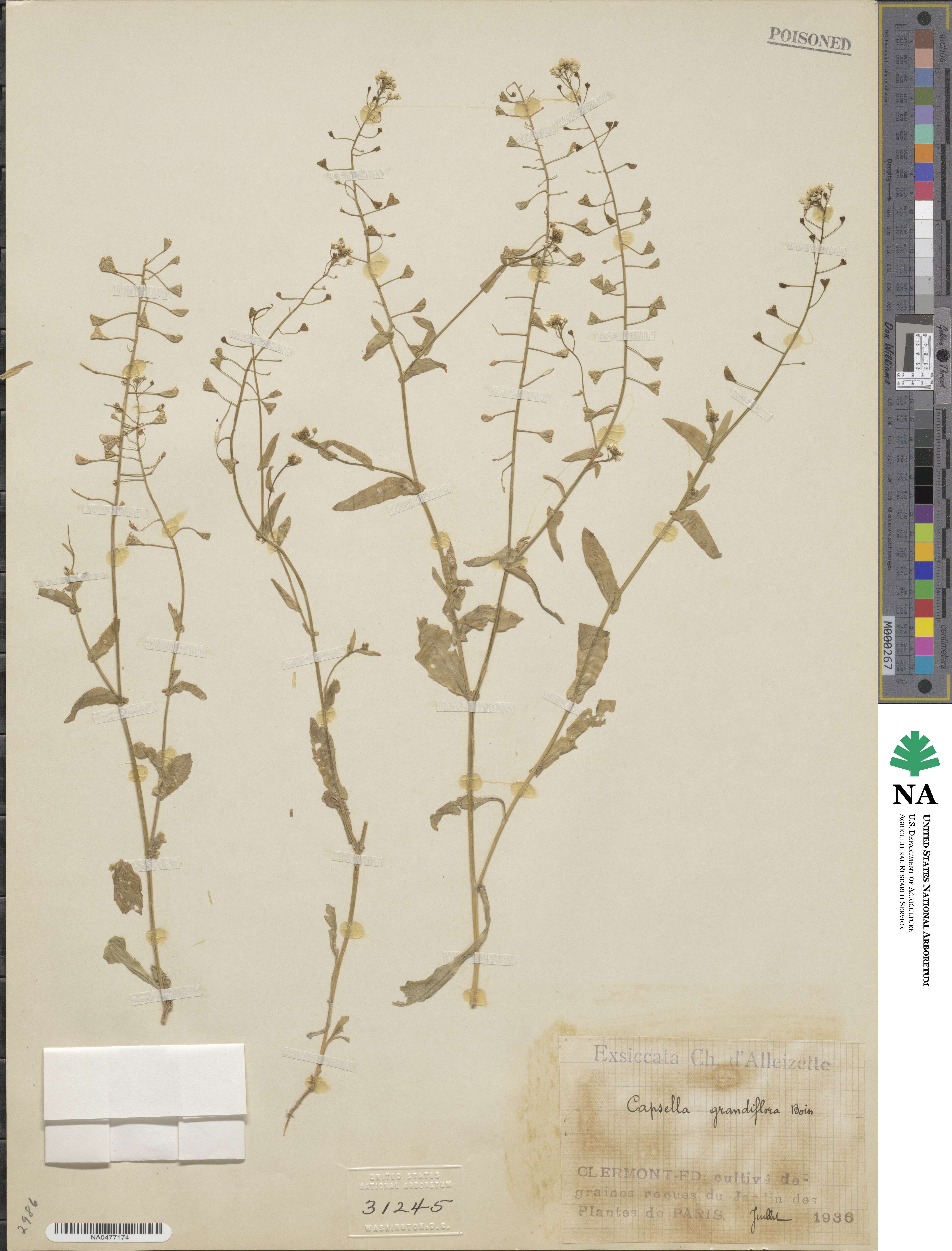 Capsella grandiflora image