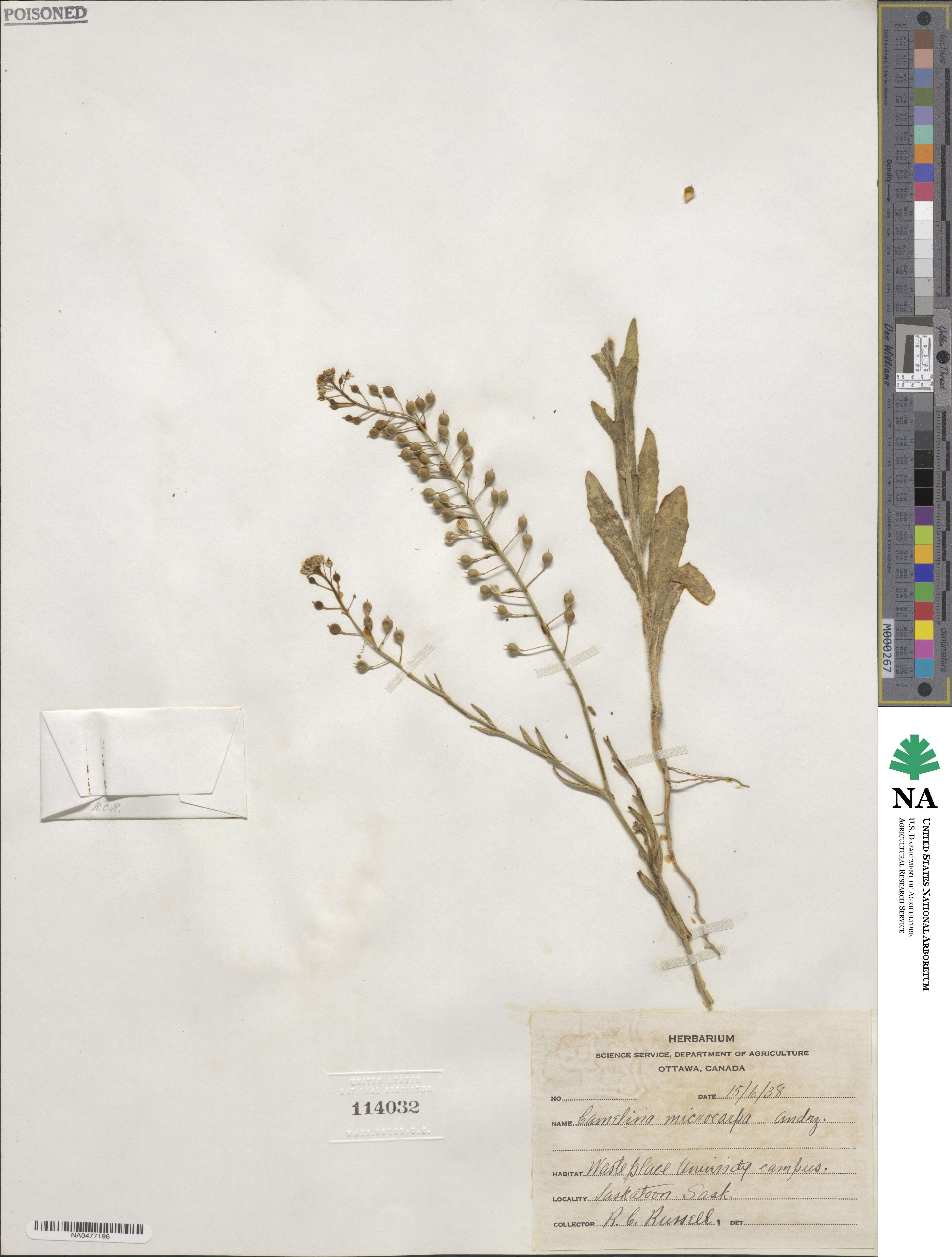 Camelina image