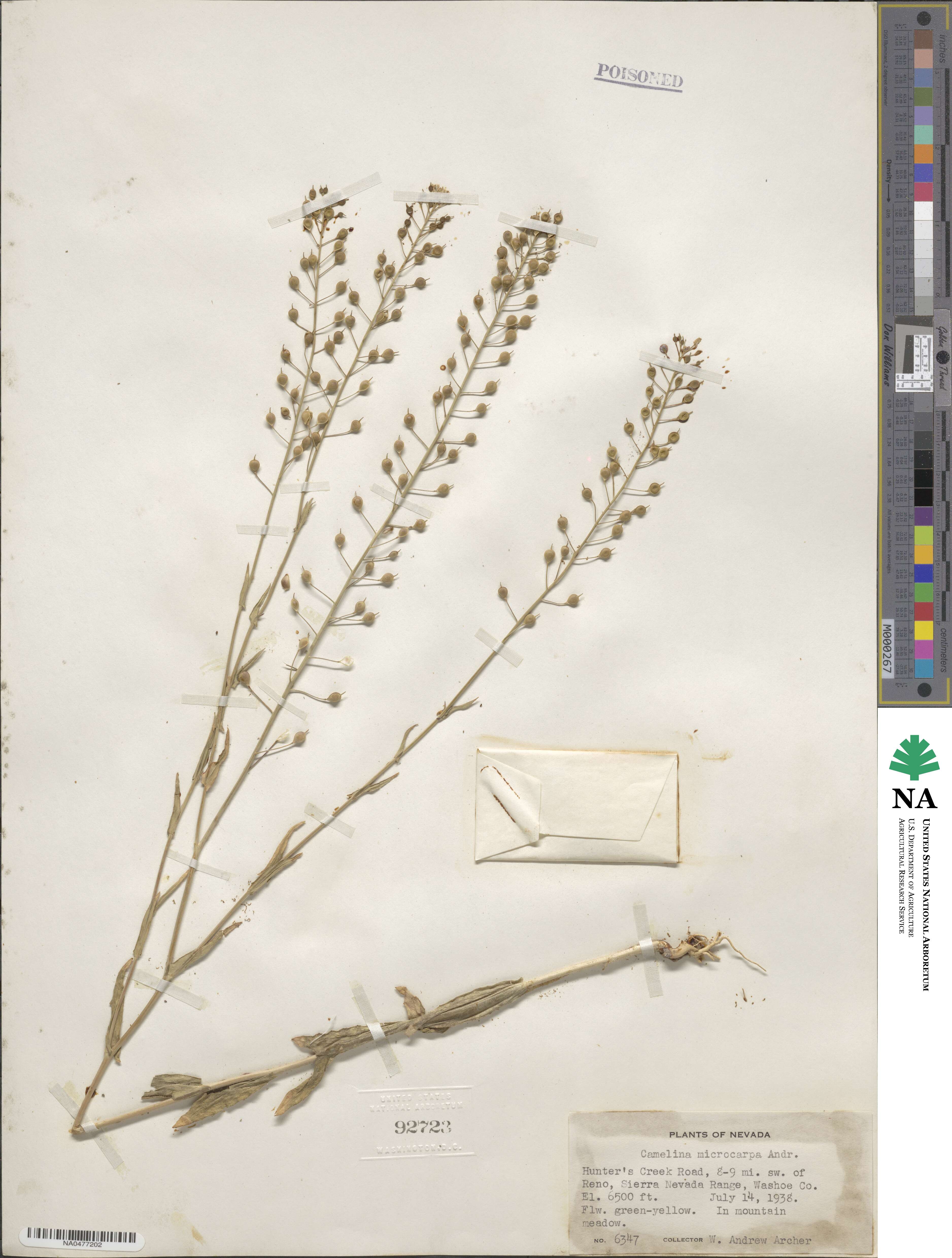 Camelina microcarpa image