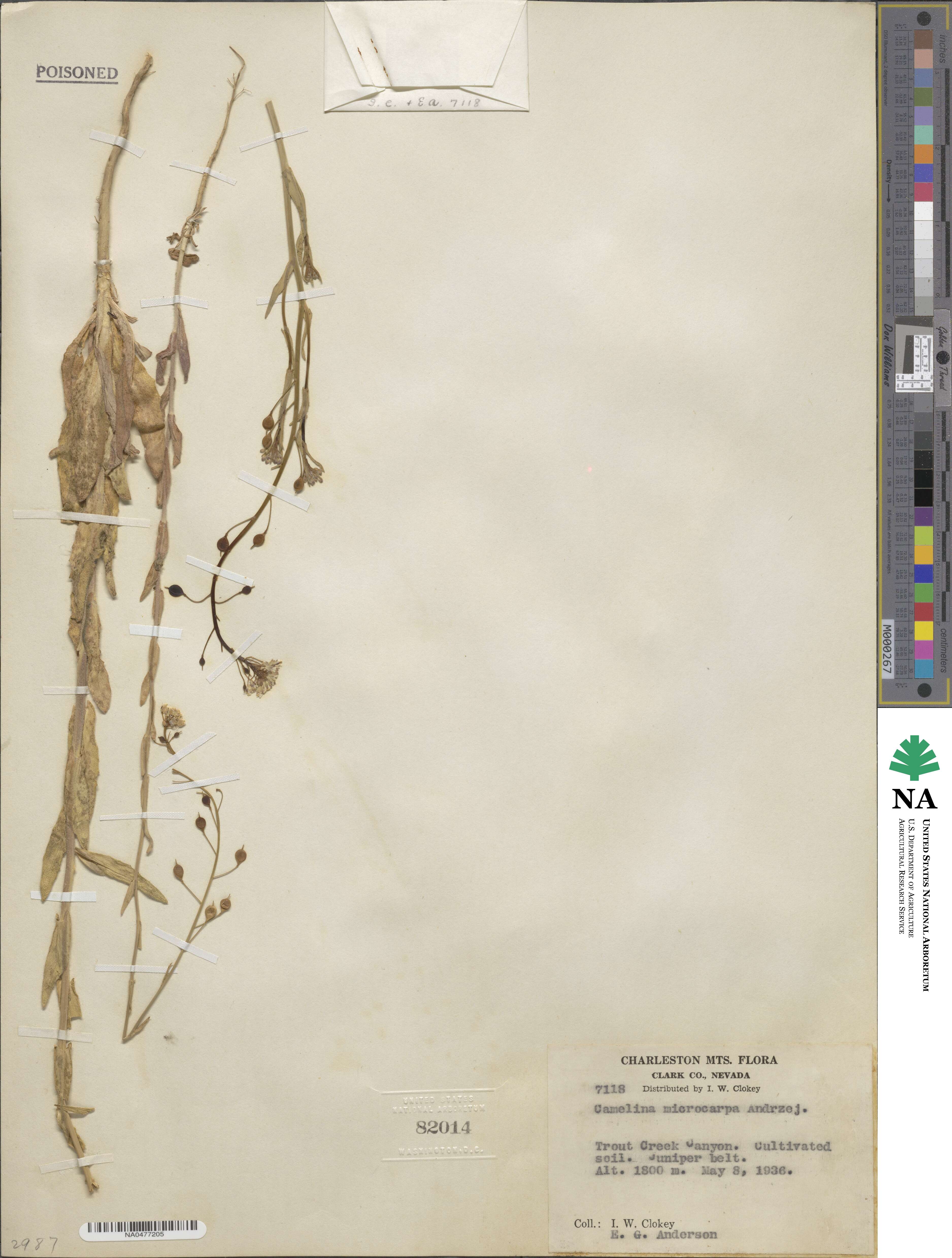 Camelina image