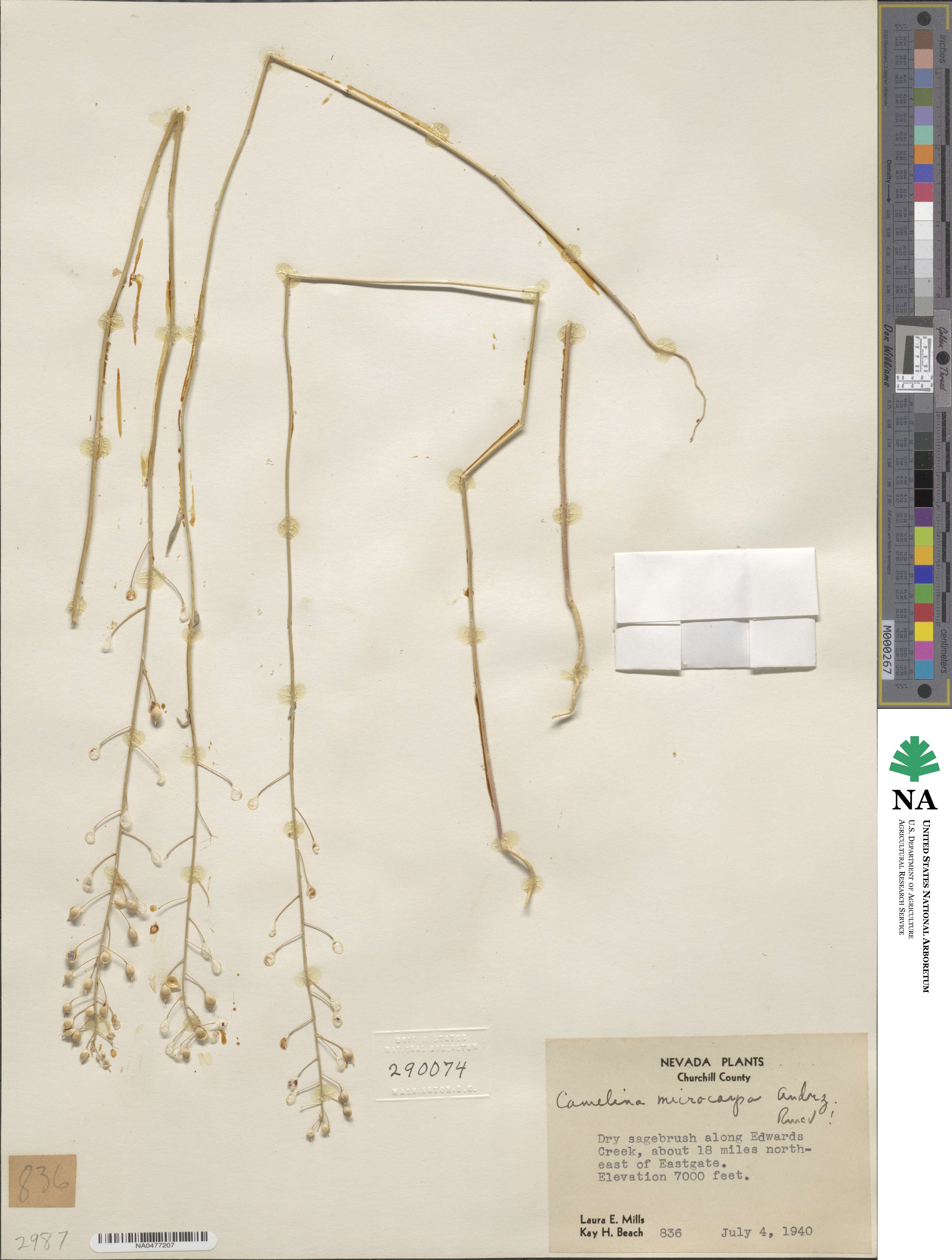 Camelina microcarpa image